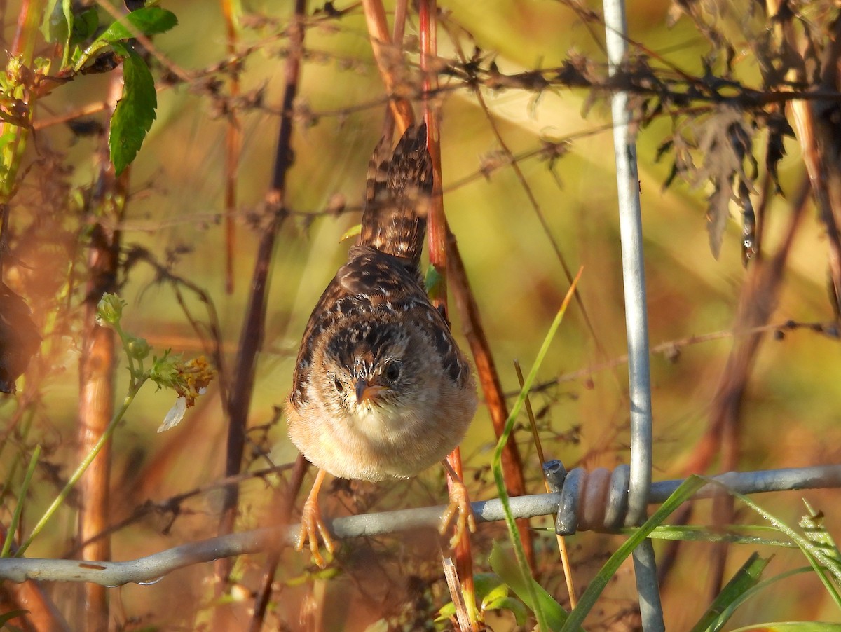 Sedge Wren - ML645211111