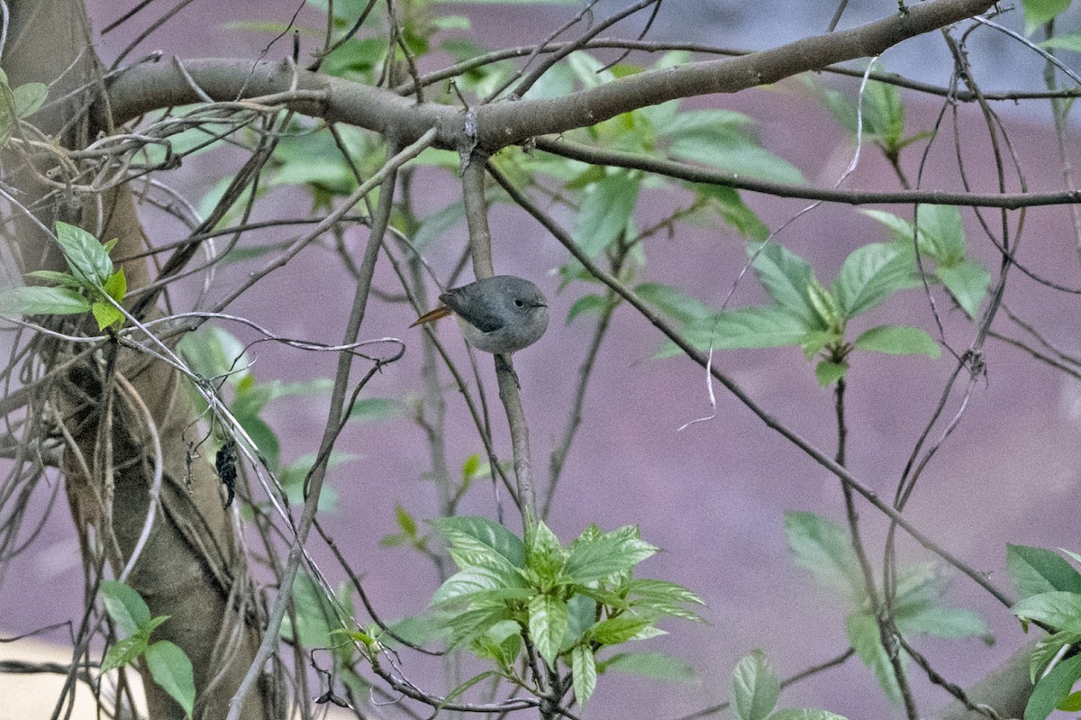 Hodgson's Redstart - ML645211158