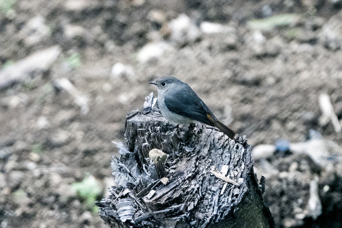 Hodgson's Redstart - ML645211159