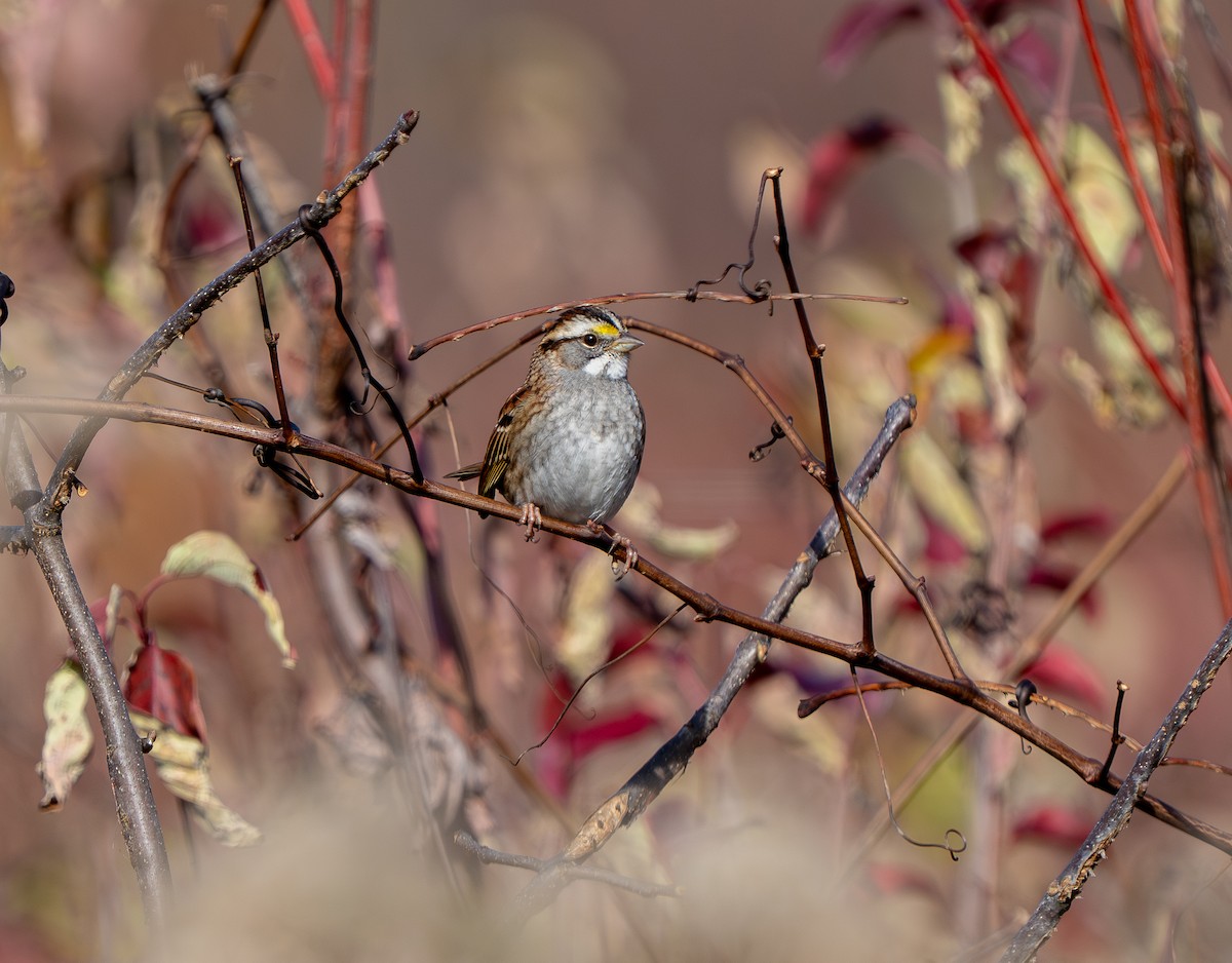 White-throated Sparrow - ML645211160