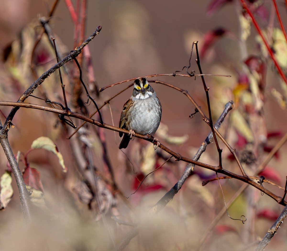 White-throated Sparrow - ML645211161