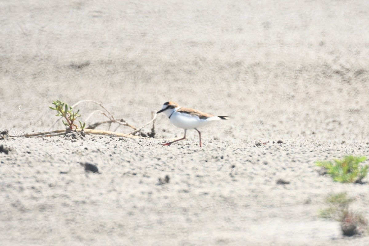 Collared Plover - ML645211163