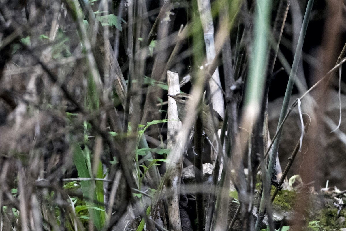 Brownish-flanked Bush Warbler - ML645211169