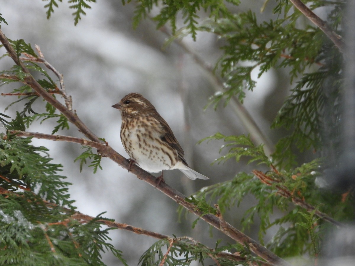 eBird Checklist - 14 Nov 2025 - Domaine Air-Pur Val-David - 19 species