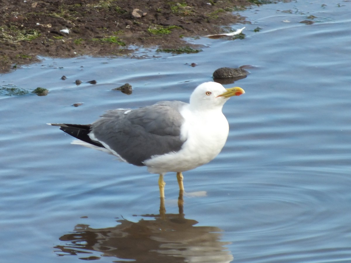 Yellow-legged Gull - ML645211174