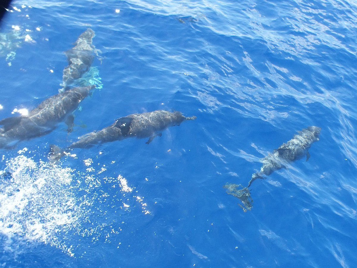 Atlantic Spotted Dolphin - ML645211203