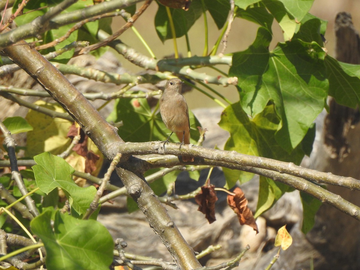 White-capped Redstart - ML645211208