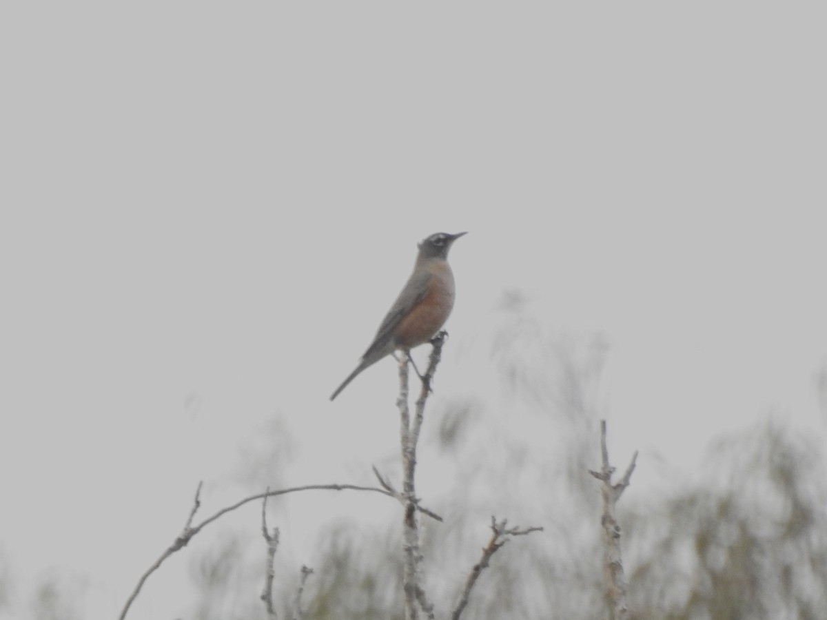 Странствующий дрозд - ML645211223