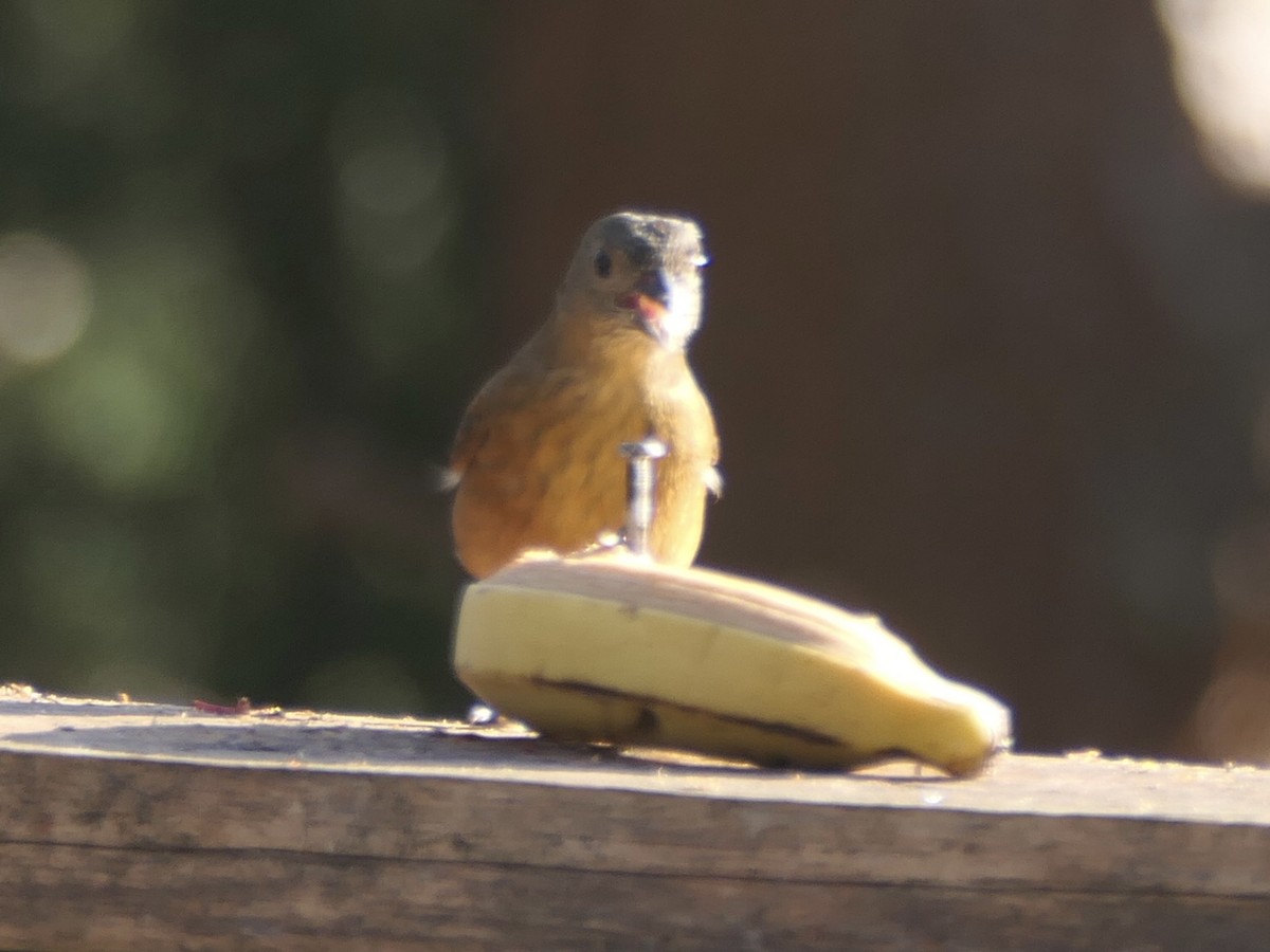 Ruby-crowned Tanager - ML645211244