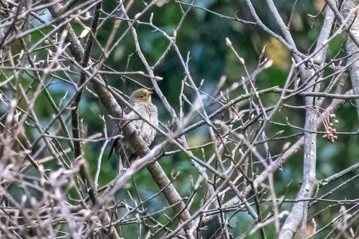 Yellow-rumped Honeyguide - ML645211255