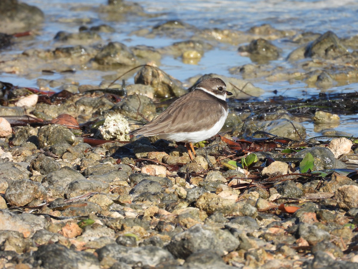 Semipalmated Plover - ML645211280