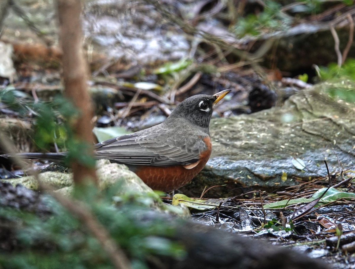 Странствующий дрозд - ML645211284