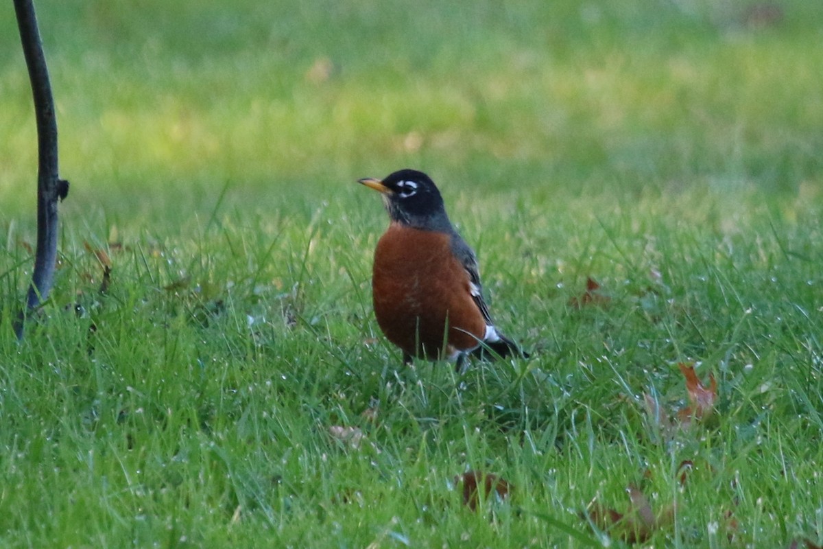 Странствующий дрозд - ML645211288