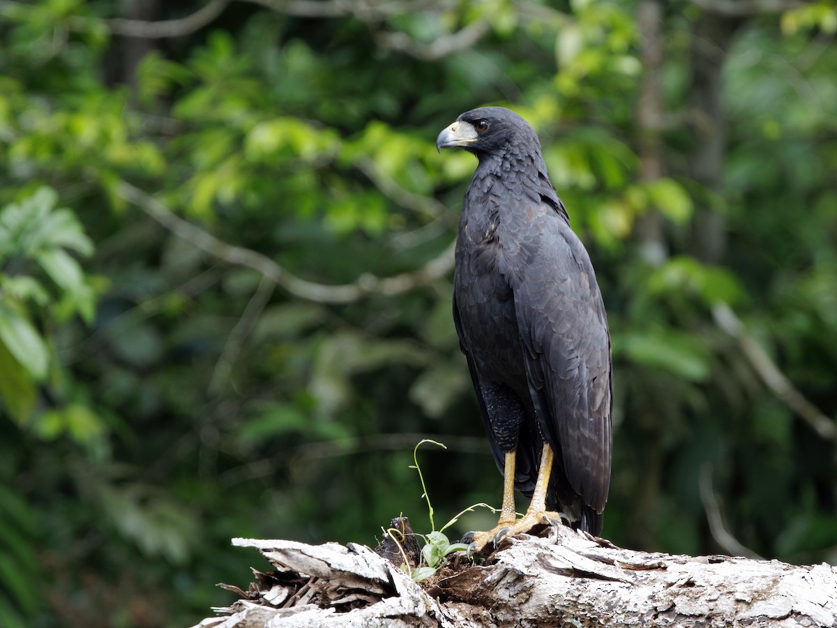 Great Black Hawk - ML645211294