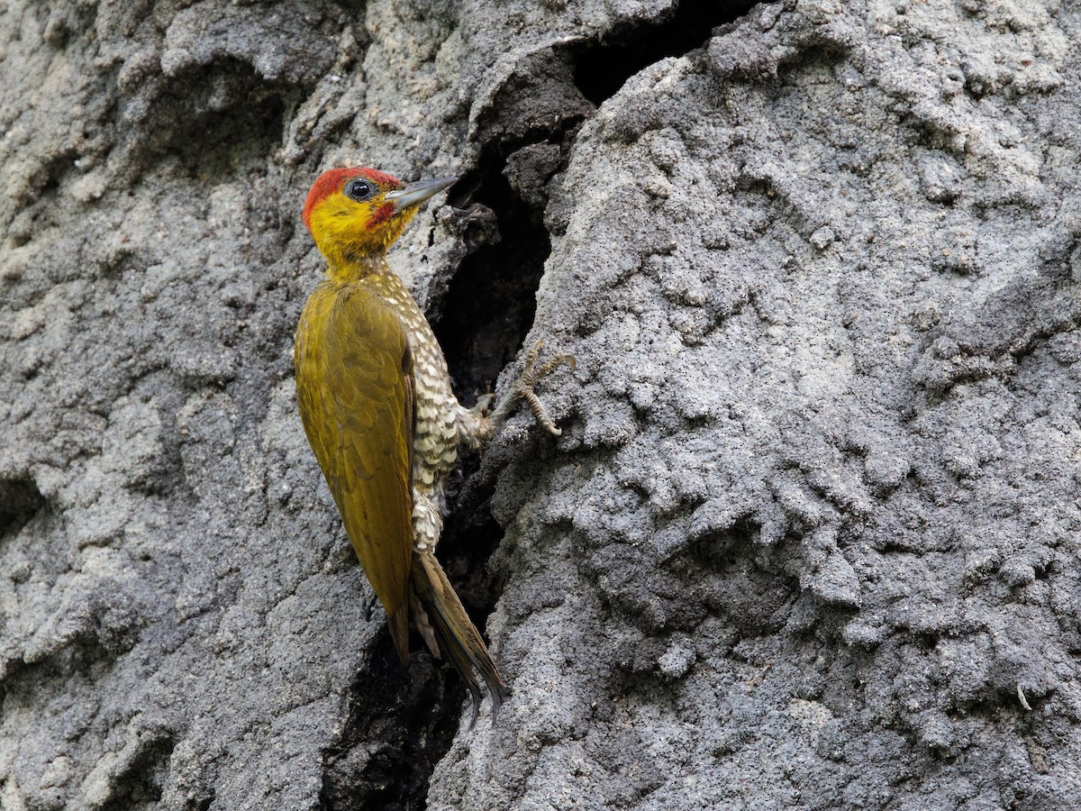 paprikaspett - ML645211297