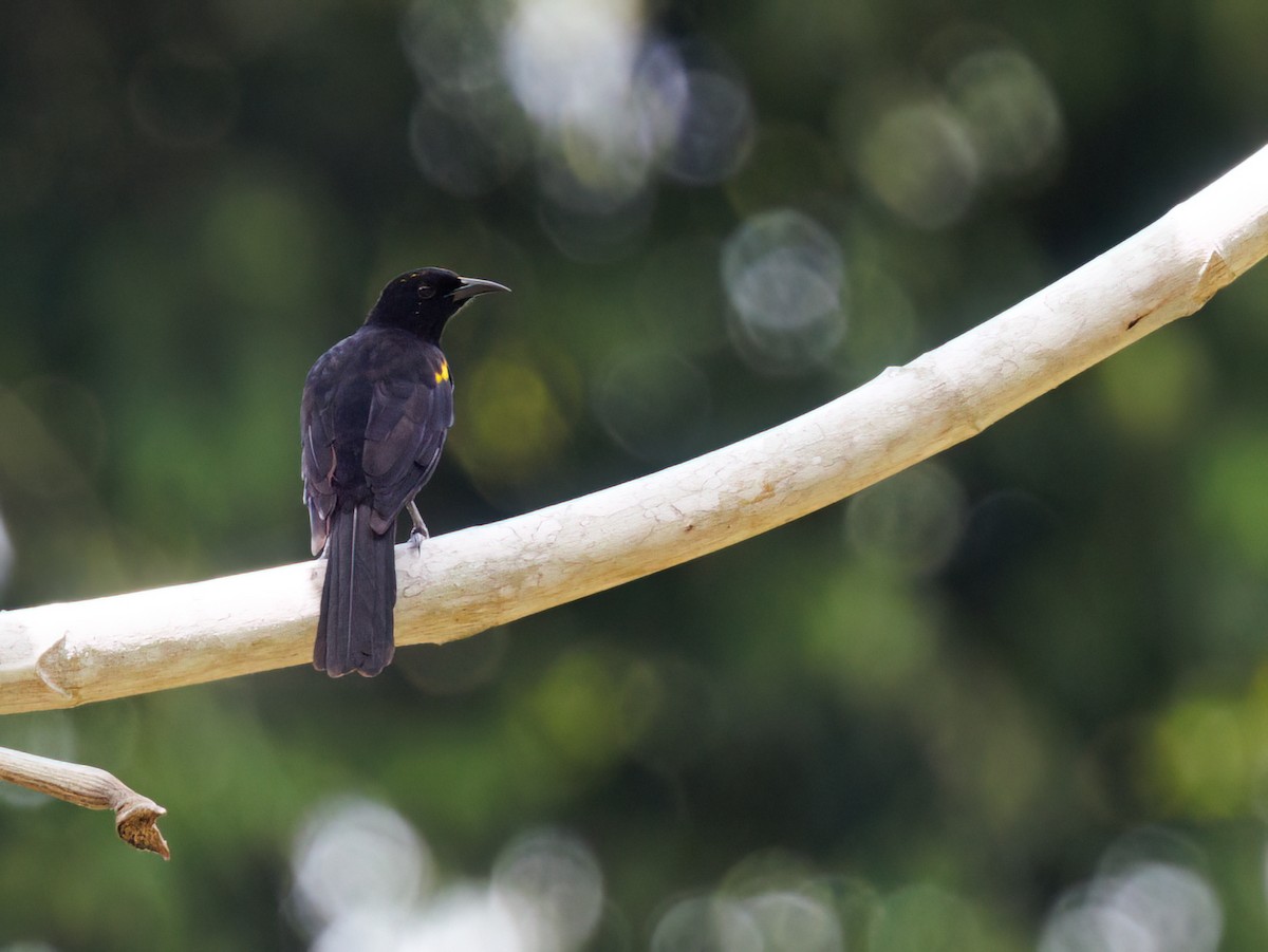 Epaulet Oriole (Epaulet) - ML645211301