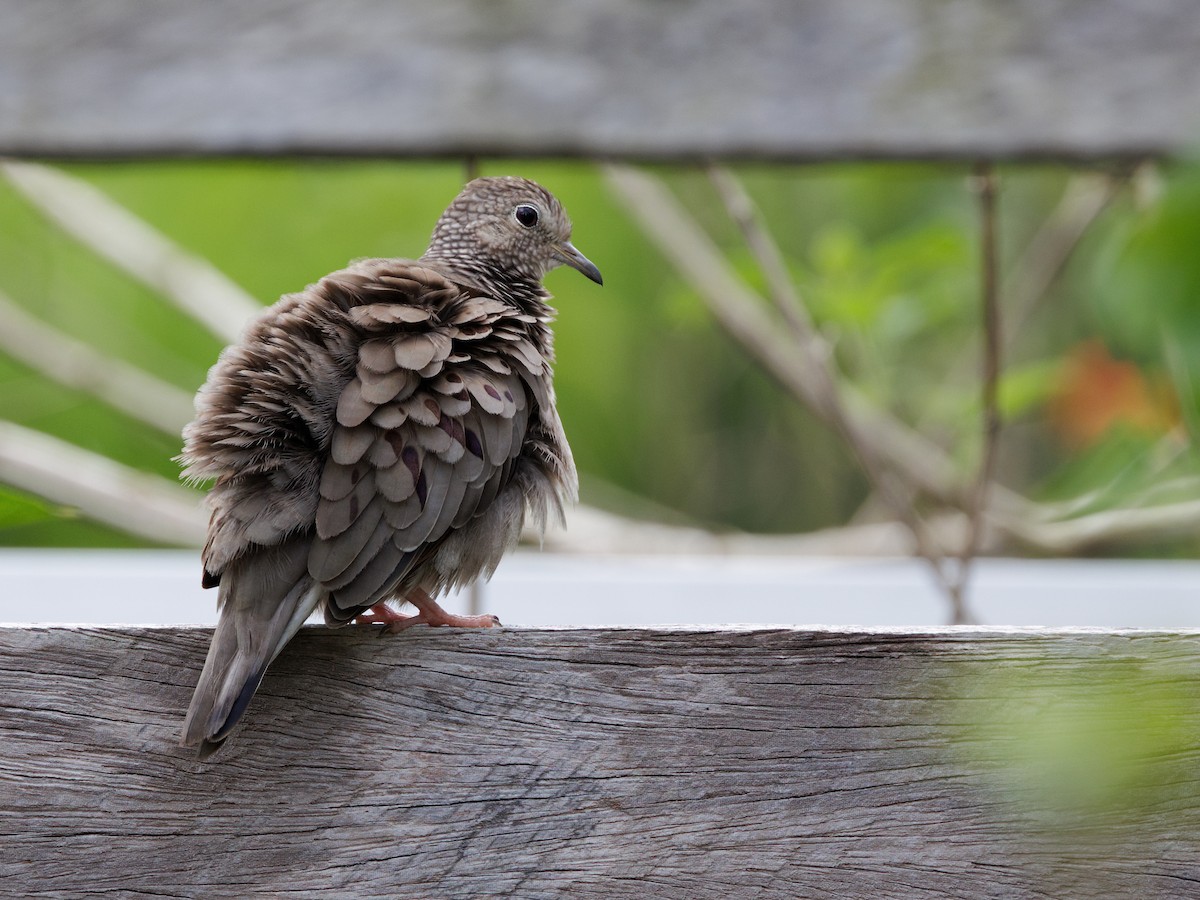 Common Ground Dove - ML645211308