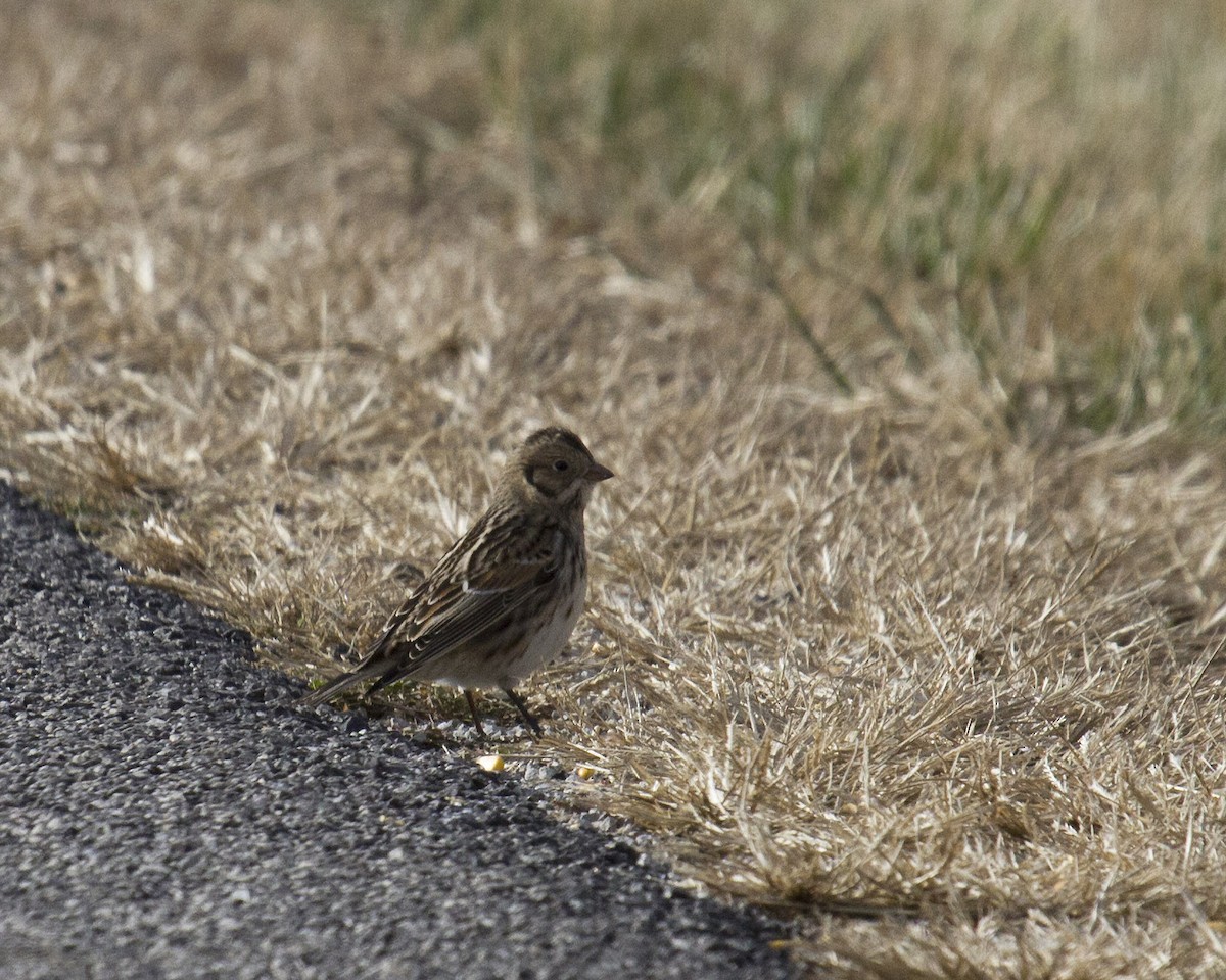 Подорожник лапландський - ML645211336