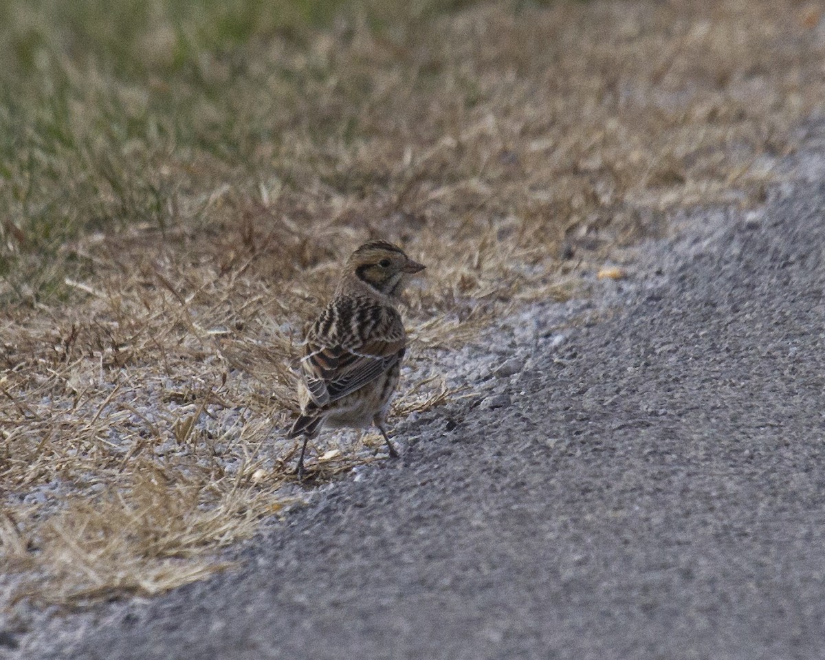 Подорожник лапландський - ML645211337