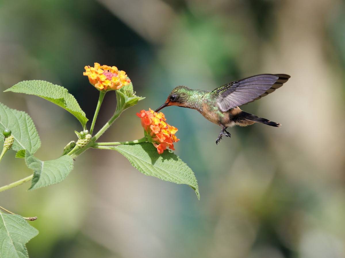 Racket-tipped Thorntail - ML645211341