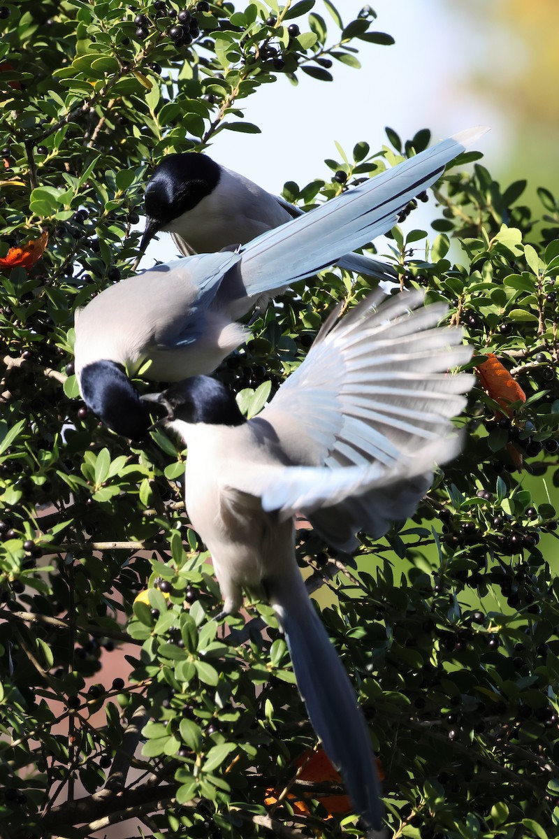 灰喜鵲 - ML645211348