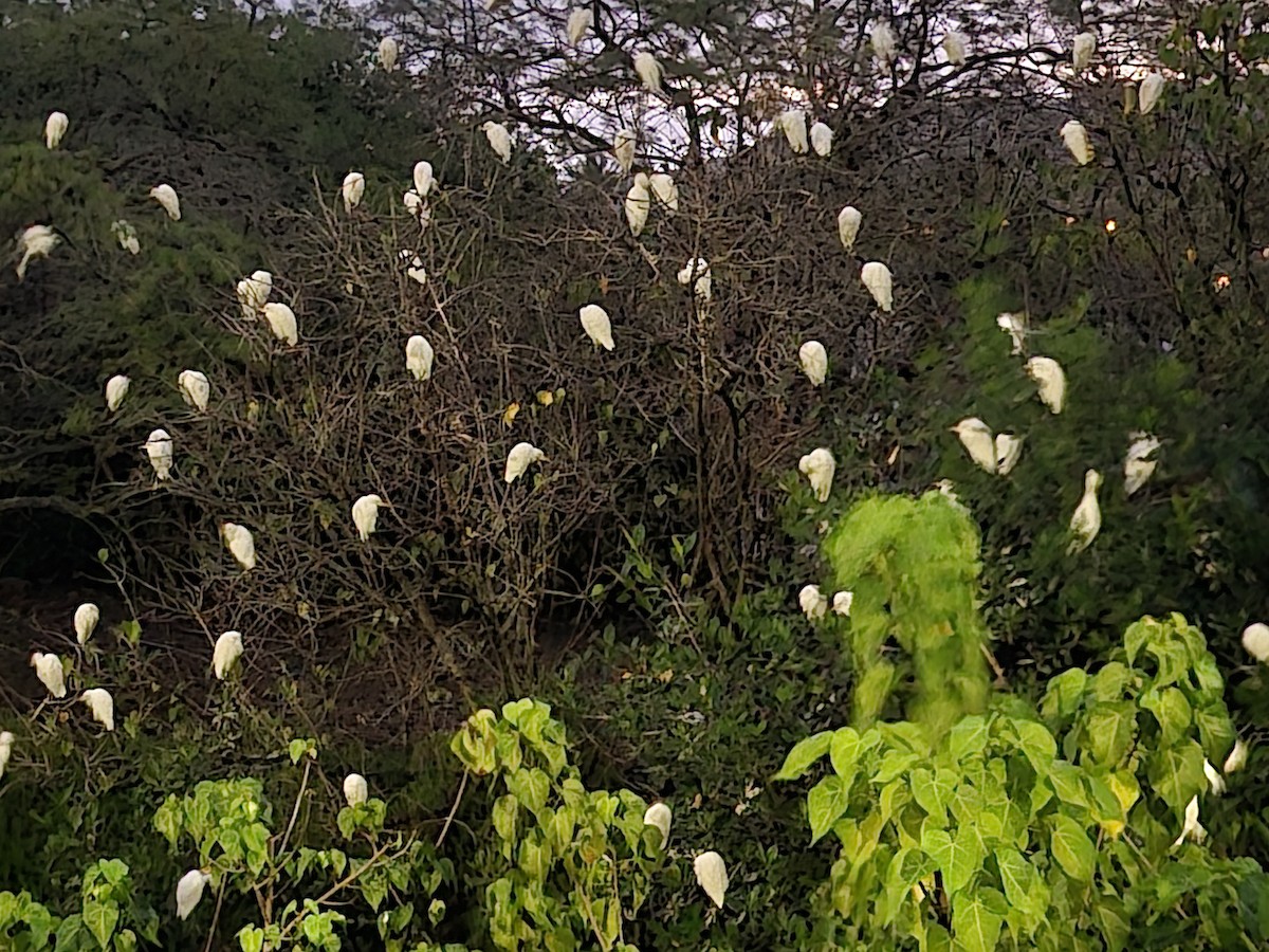 volavka rusohlavá - ML645211349