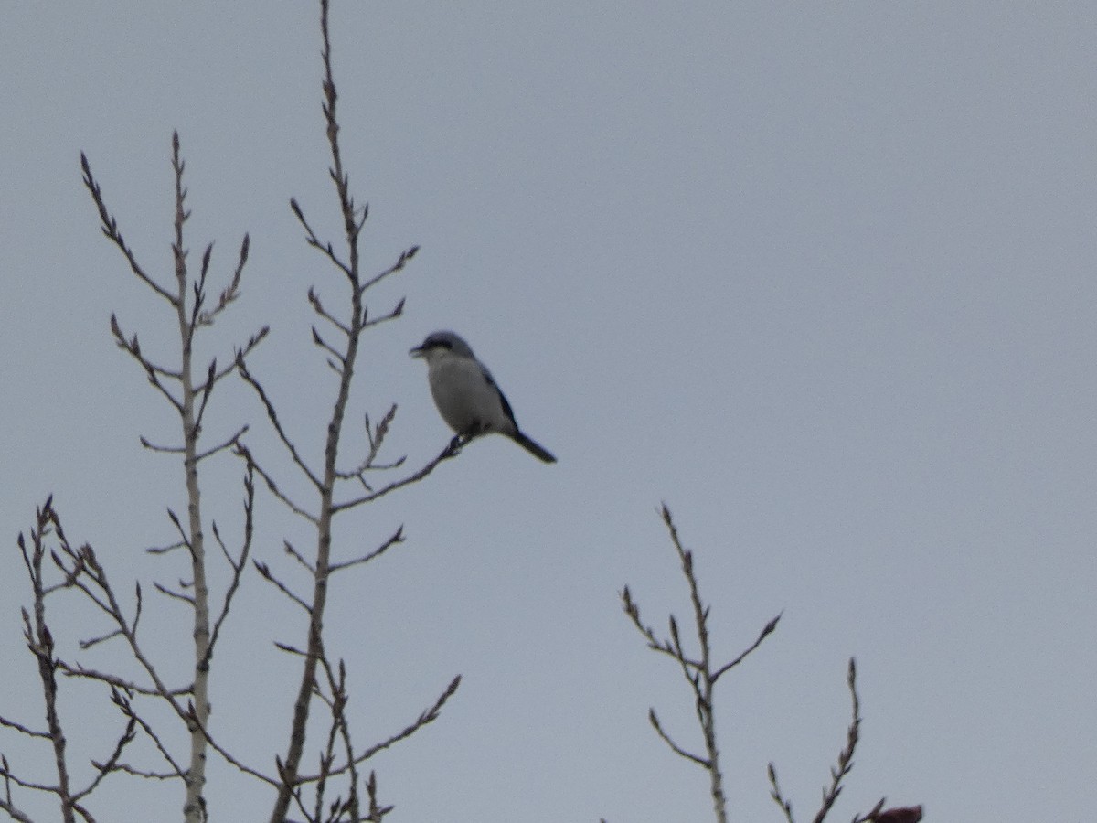 Northern Shrike - ML645211351