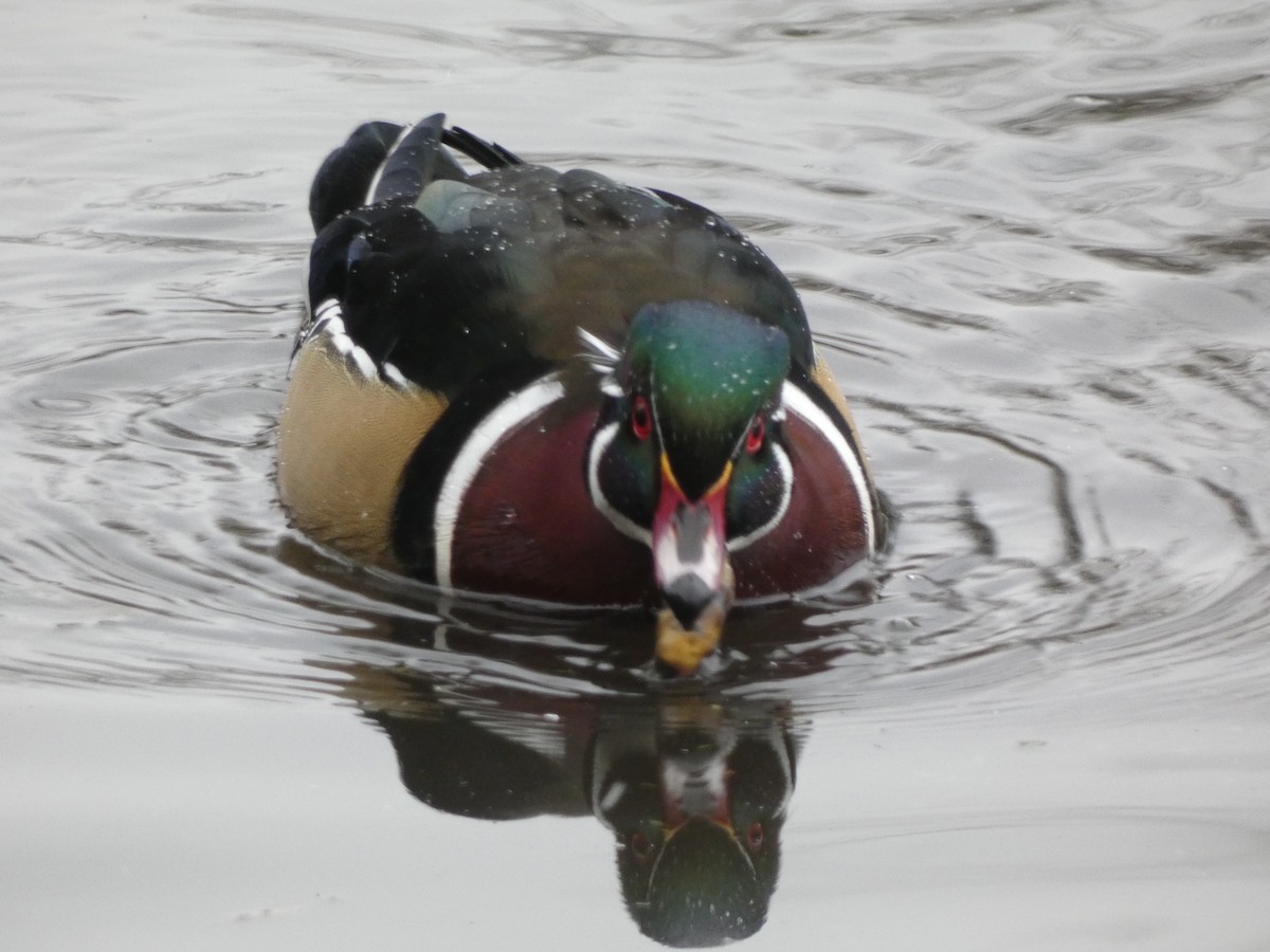Wood Duck - ML645211354