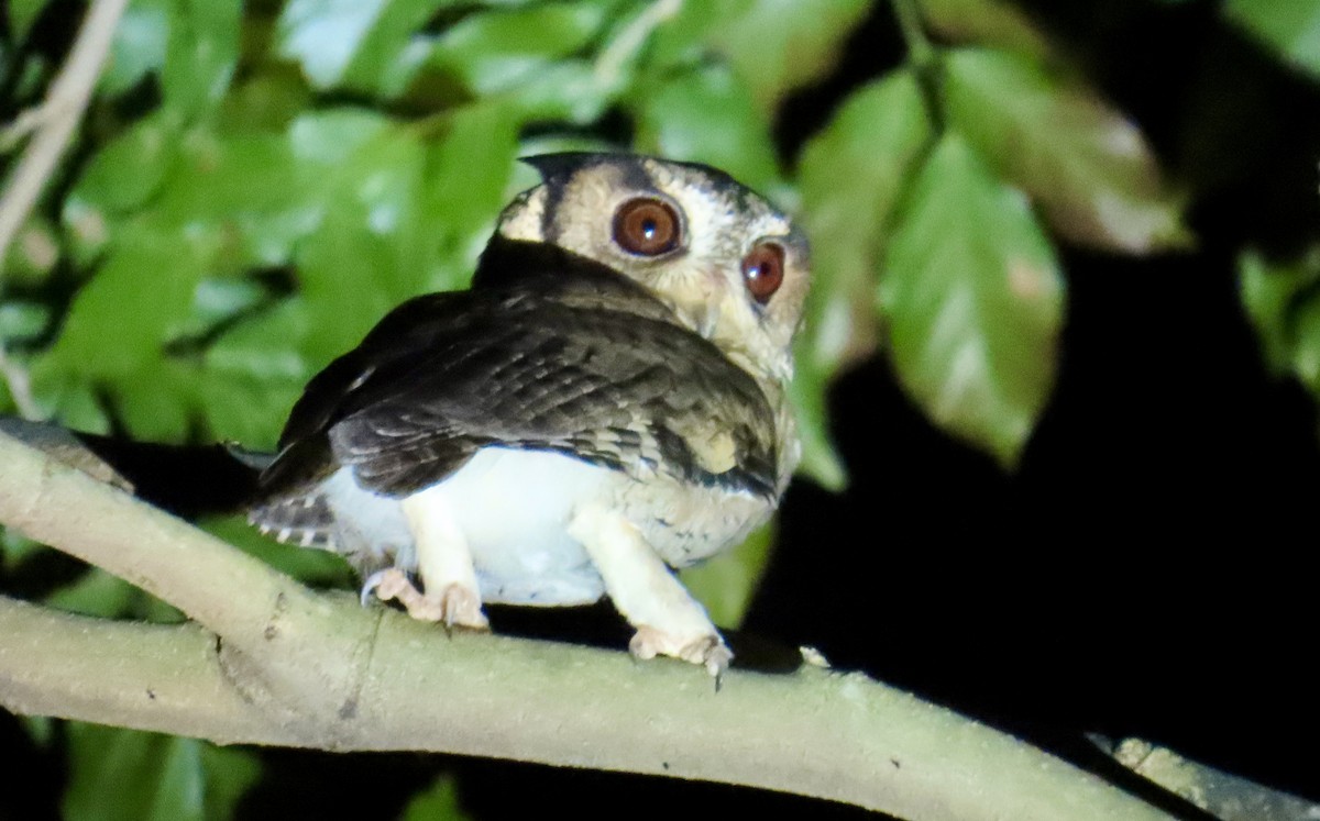 Indian Scops-Owl - ML645211359