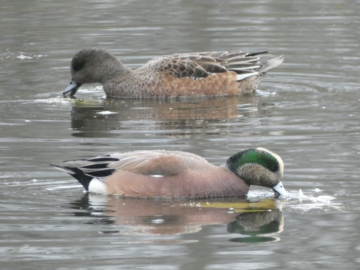American Wigeon - ML645211360