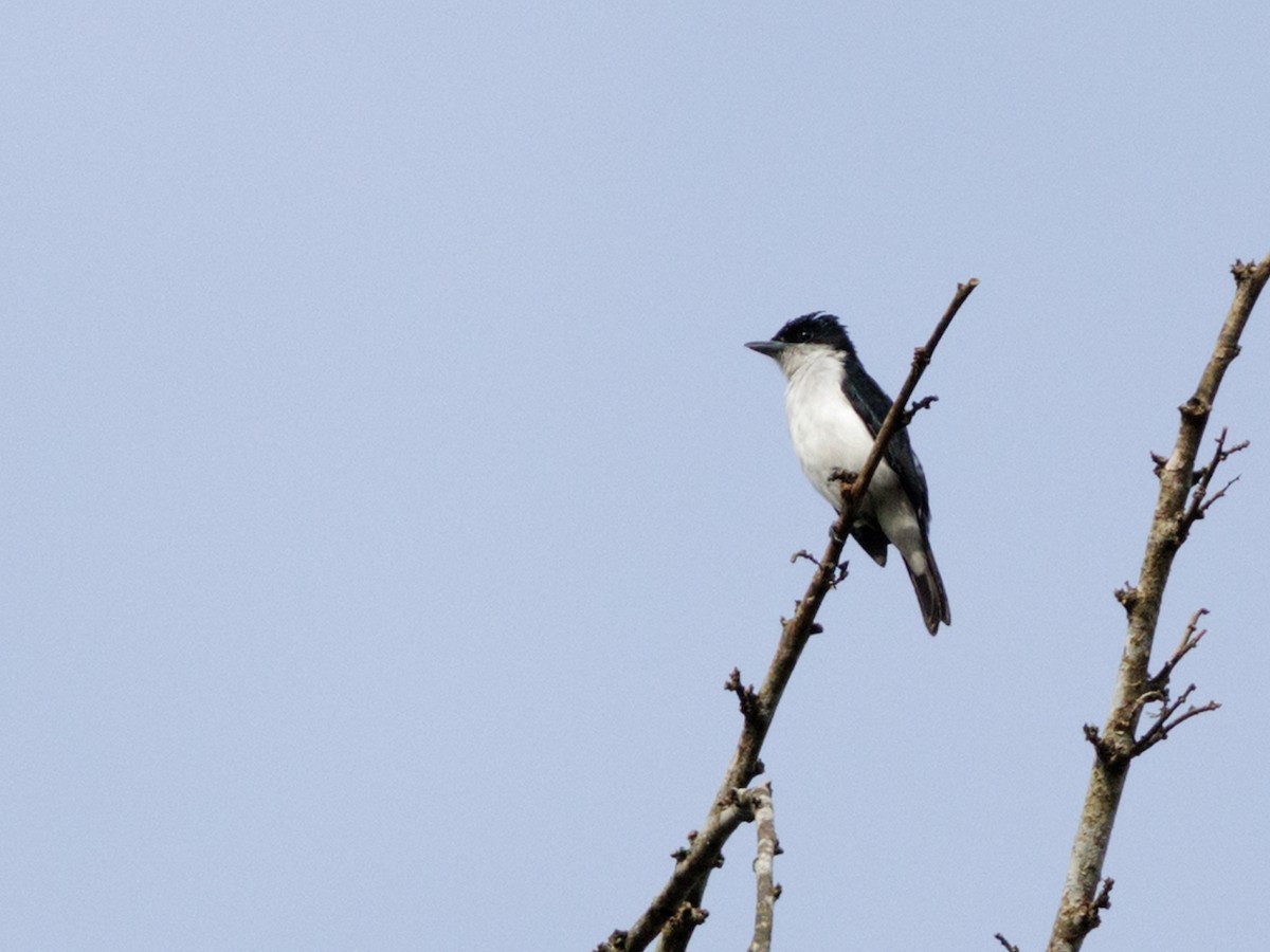 Glossy-backed Becard - ML645211368