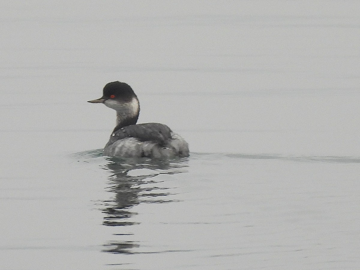 potápka černokrká - ML645211369