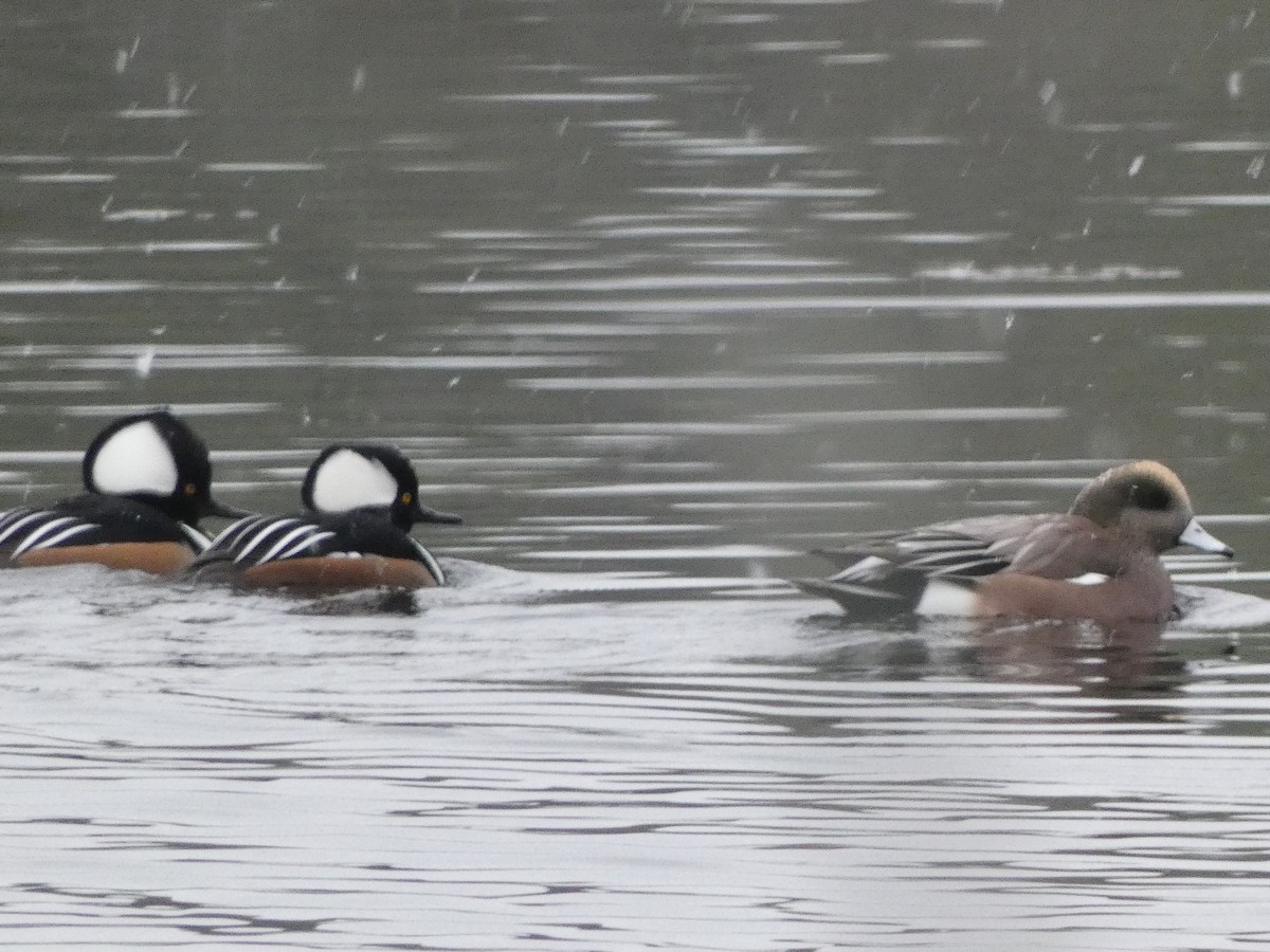 Hooded Merganser - ML645211375