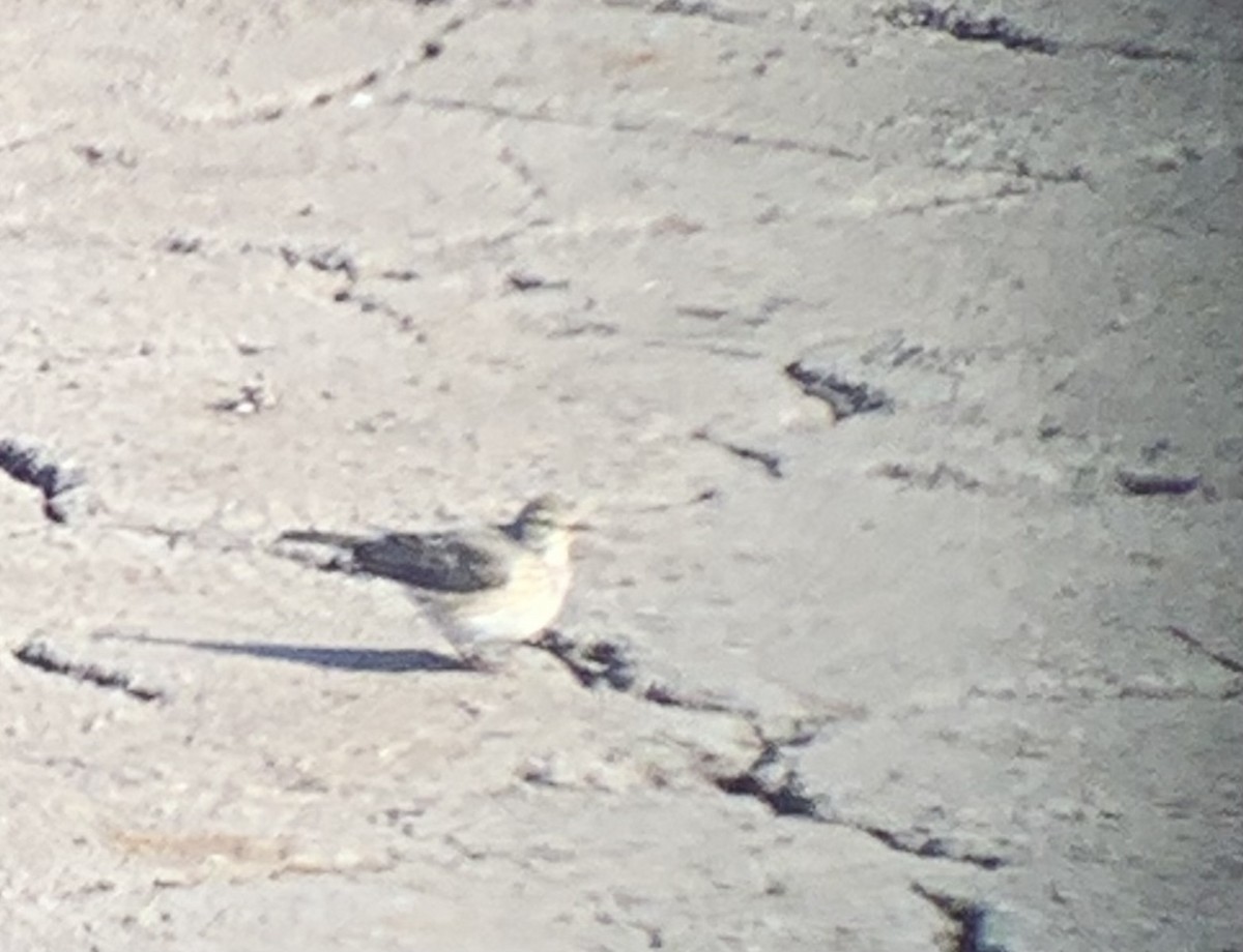 American Pipit - ML645211380