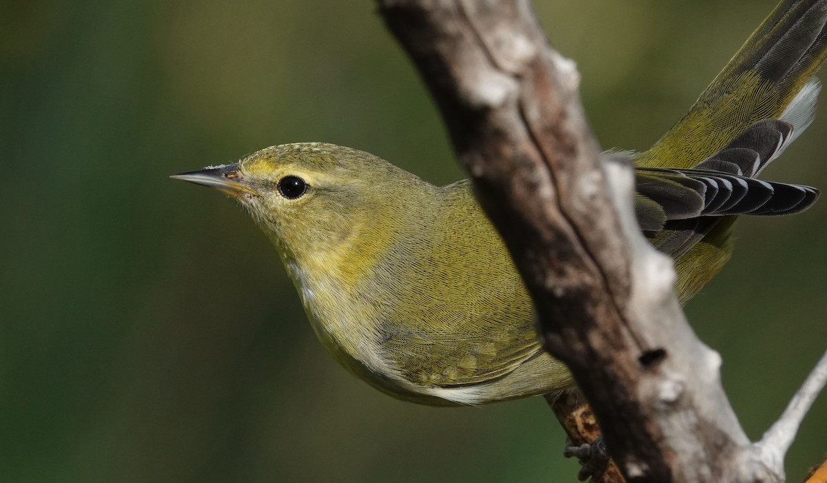 Червоїд світлобровий - ML645211388