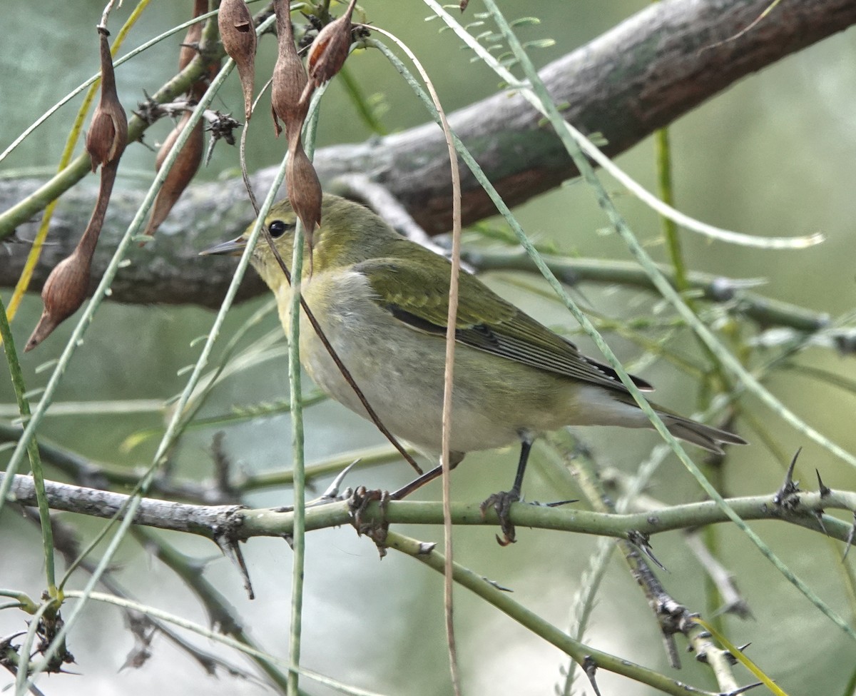 Червоїд світлобровий - ML645211389