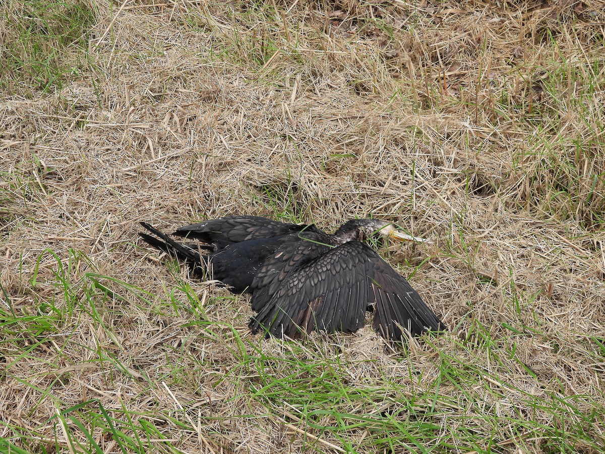 kormorán velký - ML645211391