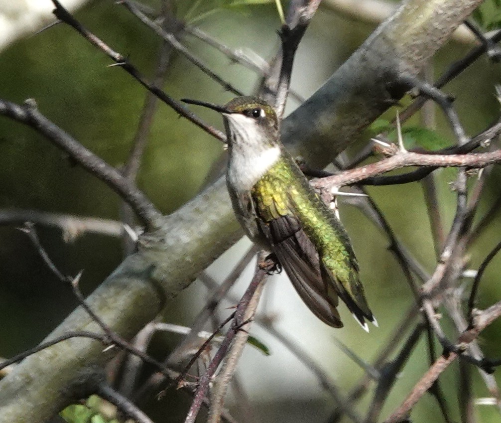 Ruby-throated Hummingbird - ML645211397