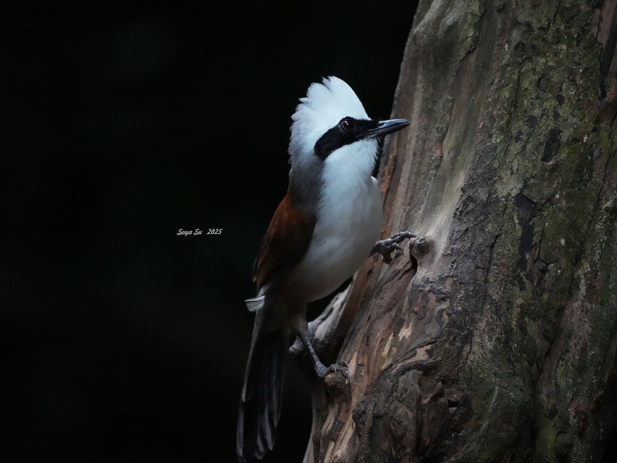 White-crested Laughingthrush - ML645211406