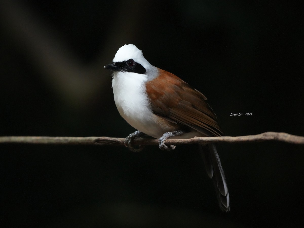 White-crested Laughingthrush - ML645211407
