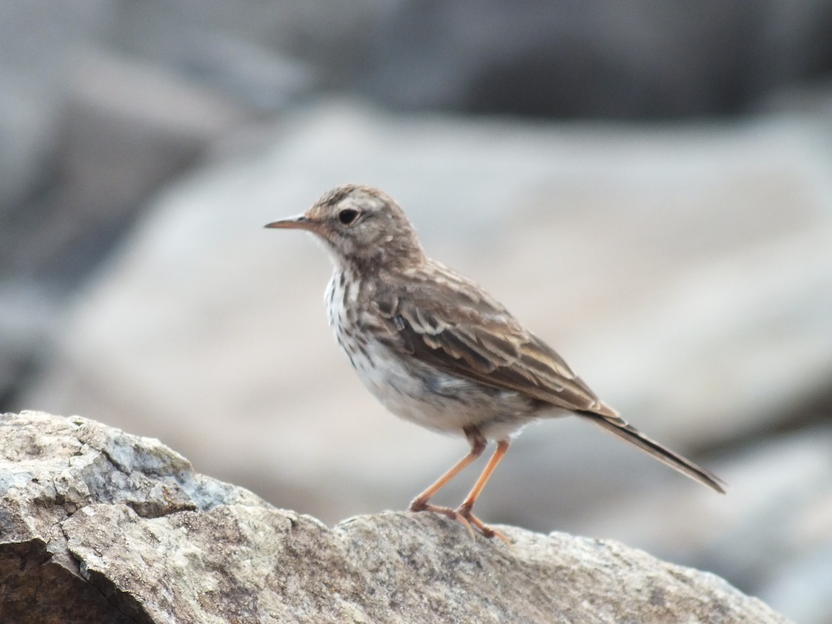 Berthelot's Pipit - ML645211409