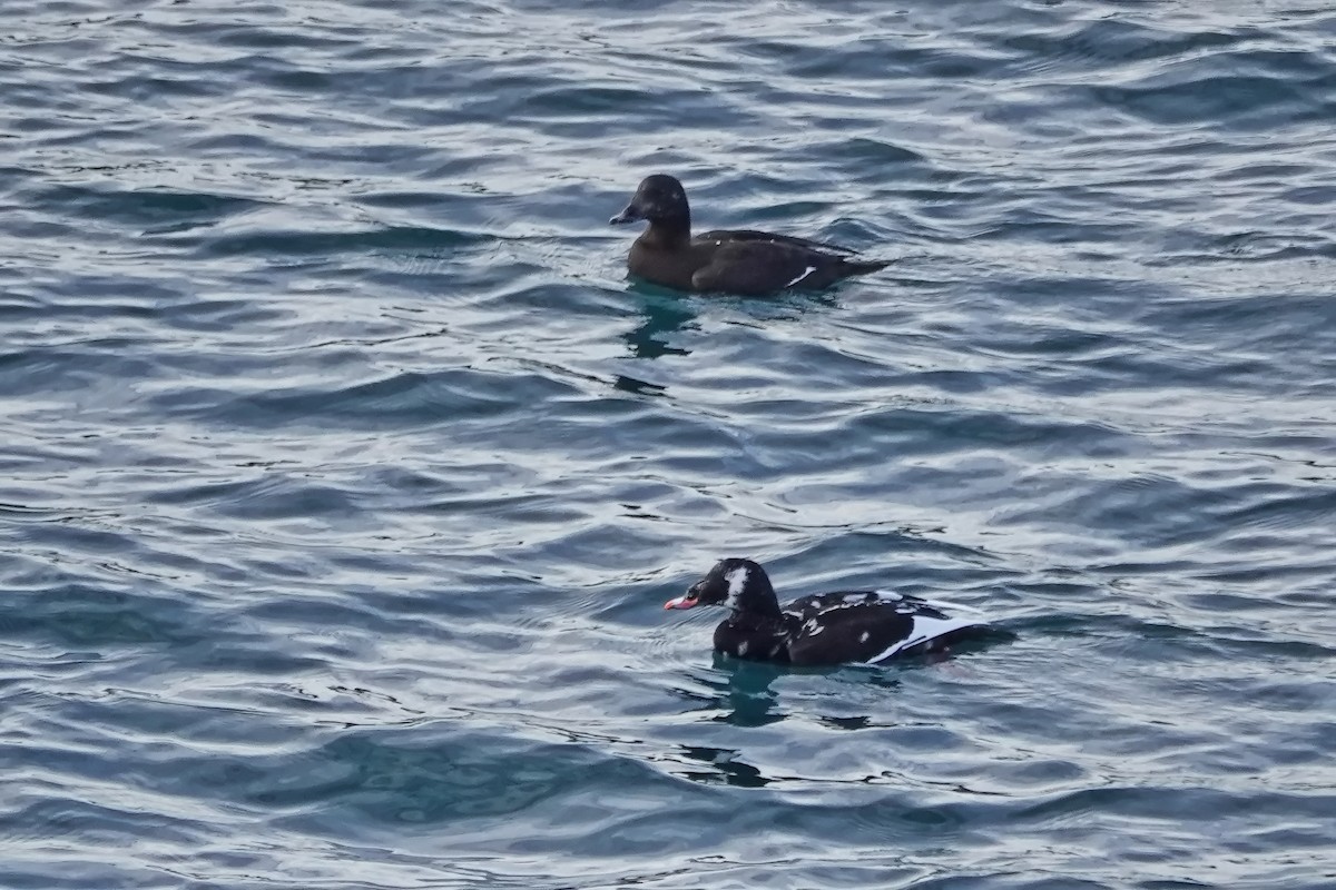 White-winged Scoter - ML645211428