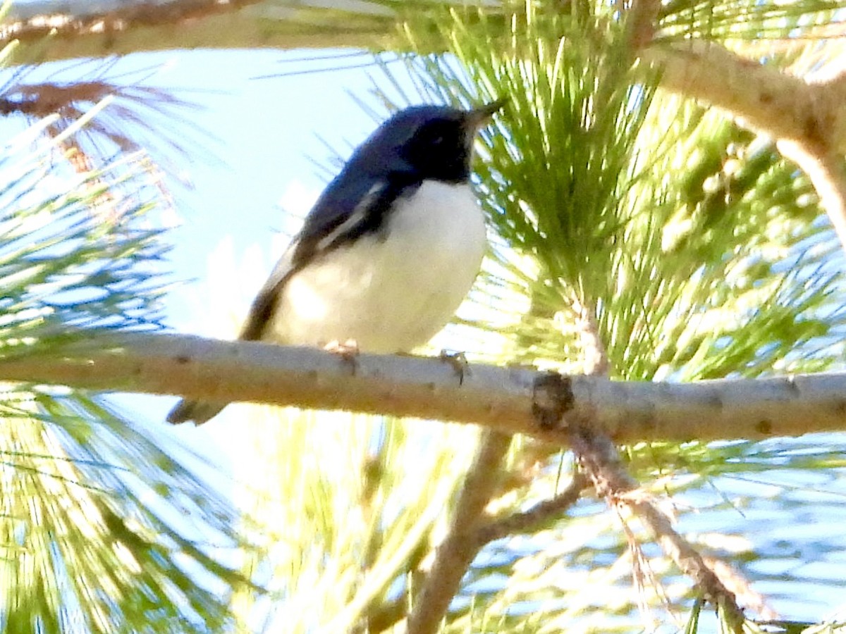 Black-throated Blue Warbler - ML645211432
