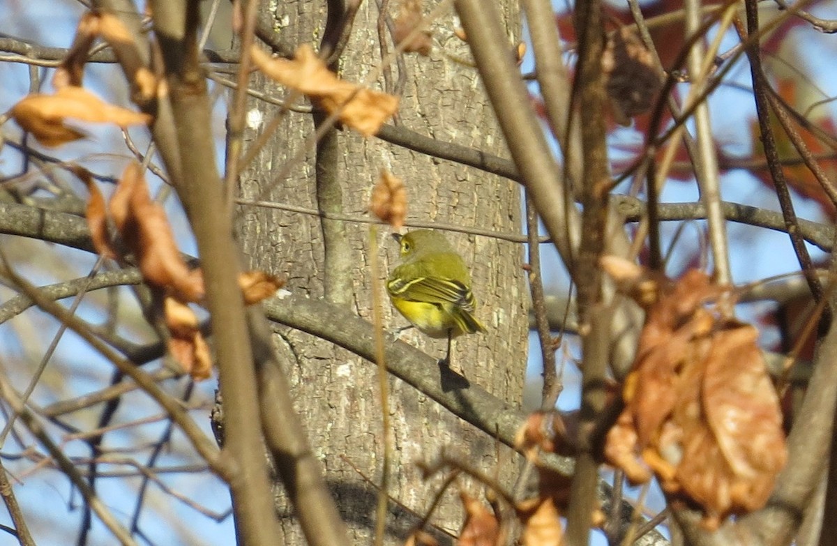 White-eyed Vireo - ML645211439