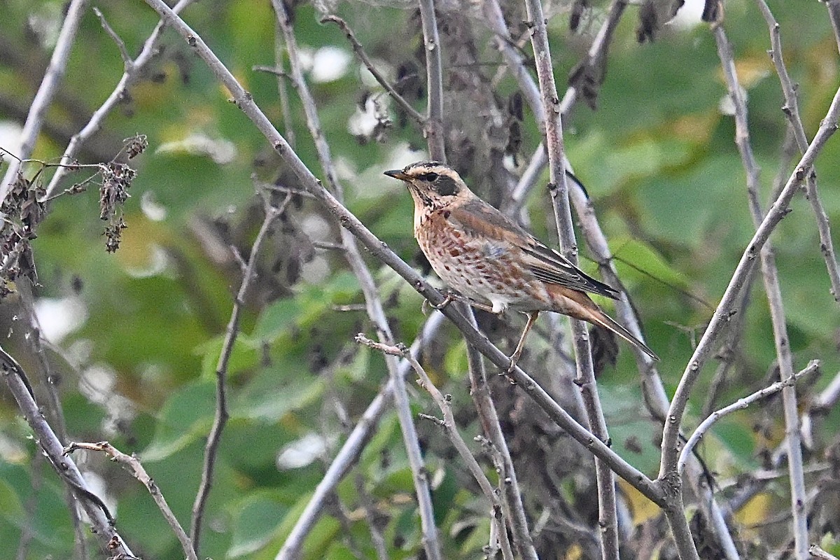 Kızıl Kanatlı Ardıç - ML645211440