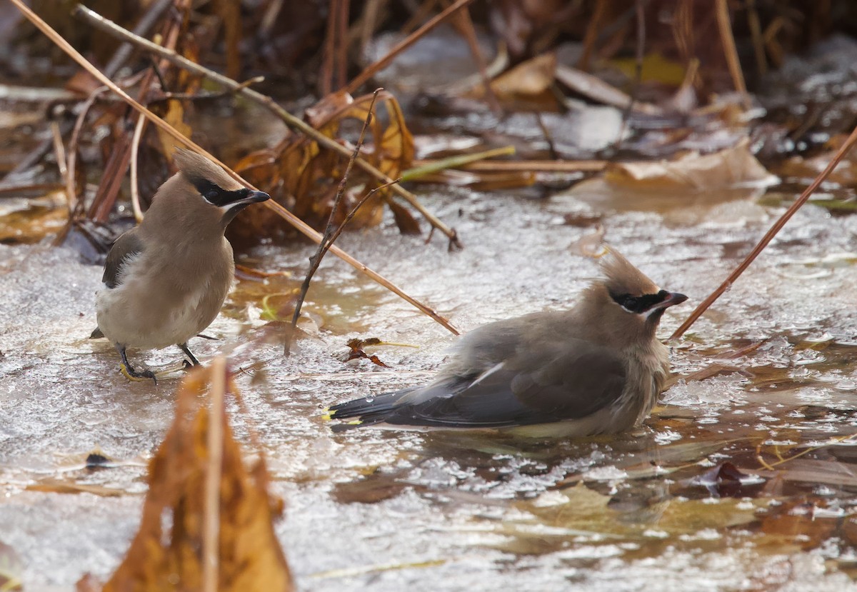 Cedar Waxwing - ML645211456