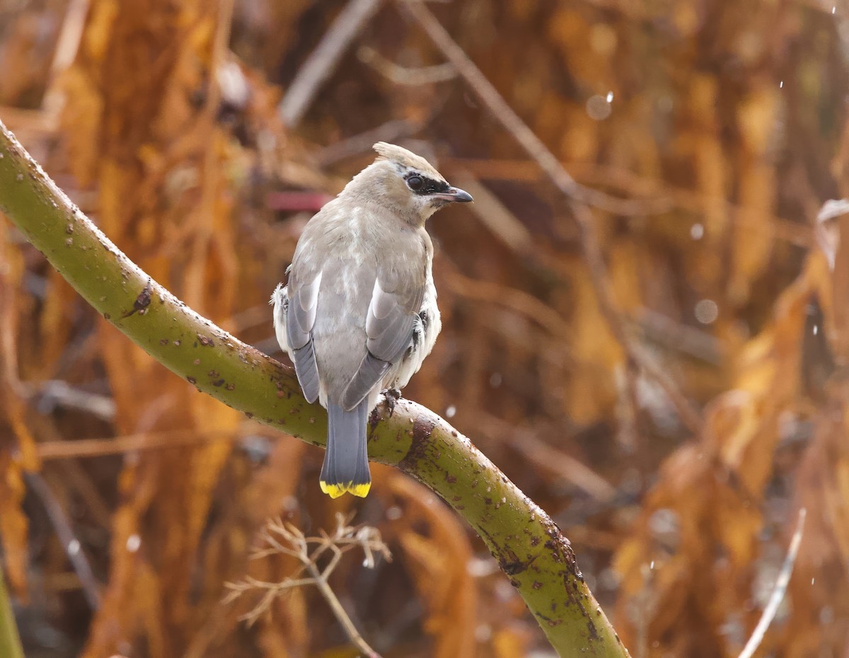 Cedar Waxwing - ML645211457