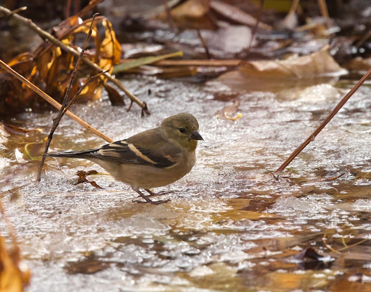 American Goldfinch - ML645211467