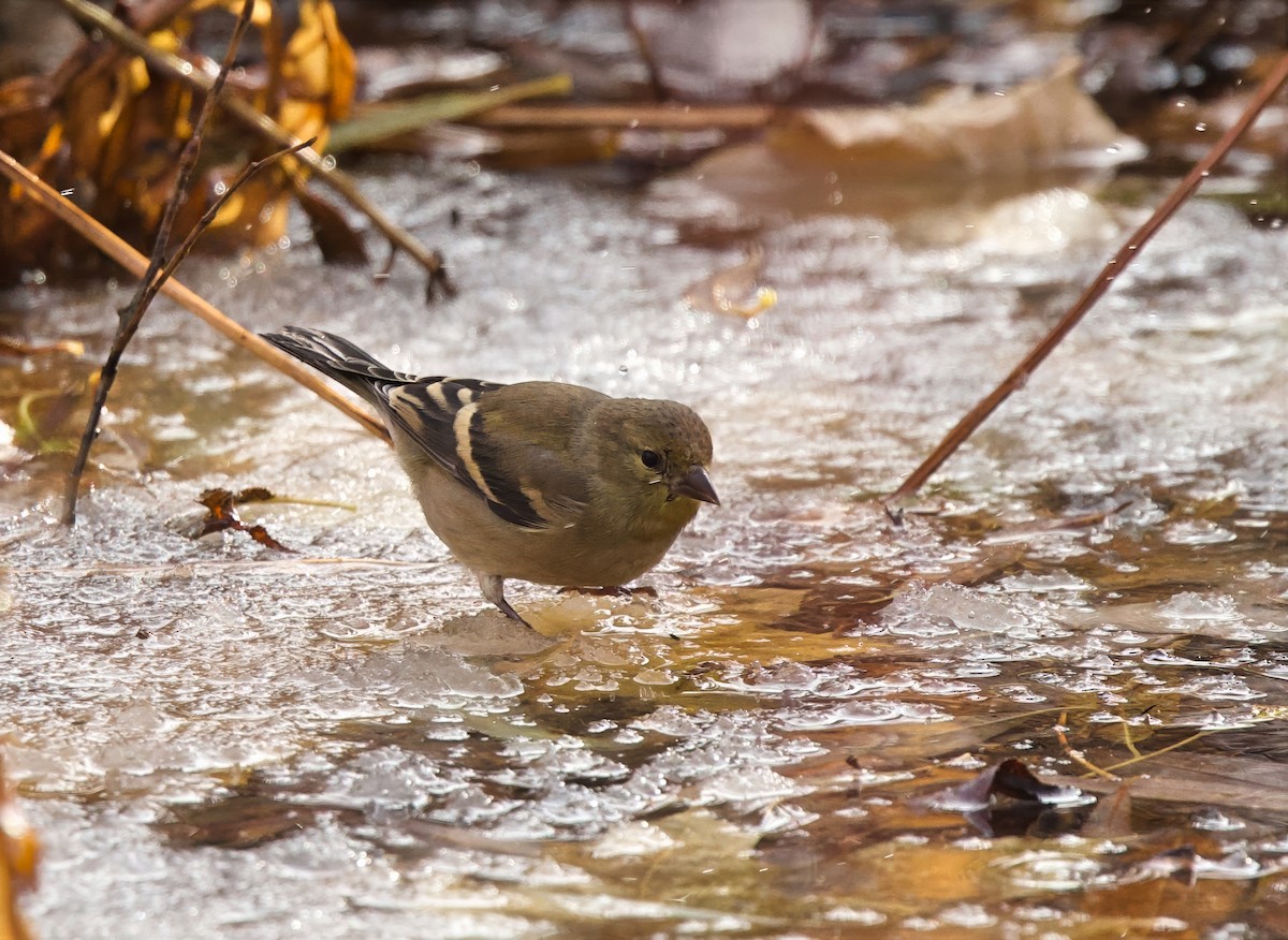 American Goldfinch - ML645211468