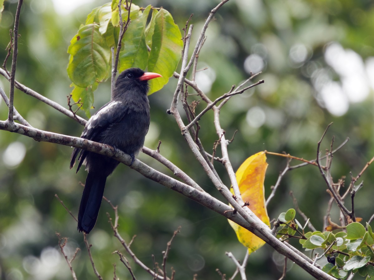 Black Nunbird - ML645211470